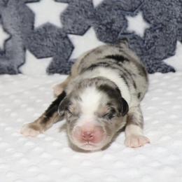 Astro - Blue merle male Miniature Australian Shepherd puppy in Guthrie, Oklahoma from Raised Right Pups