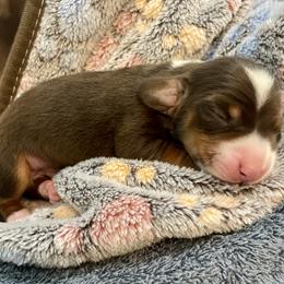 Wyatt - Piebald male Dachshund puppy in De Land, Florida from Pretty Painted Mini Doxies