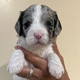 Blue collar boy - male Newfypoo puppy in Fairfield, California from Twin Sisters Doodles