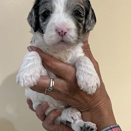 Blue collar boy - male Newfypoo puppy in Fairfield, California from Twin Sisters Doodles