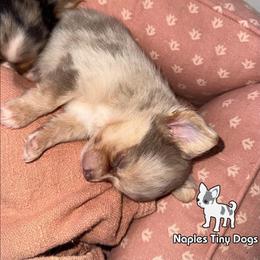 Bubblegum - Merle male Chihuahua puppy in Naples, Florida from Naples Tiny Dogs