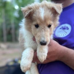 Mr. Orange - Sable merle and white male Collie puppy in Tallahassee, Florida from Lampost Kennels