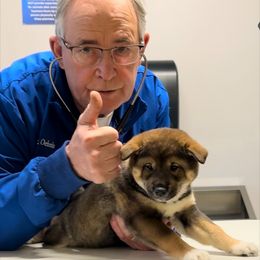 Shiba Inu Puppies from Heart’s Desire Shiba Inus