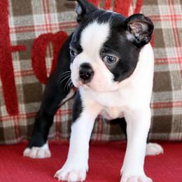 Marshall - Black and white male Boston Terrier puppy in Winnsboro, Texas from JP Ranch Bulldogs