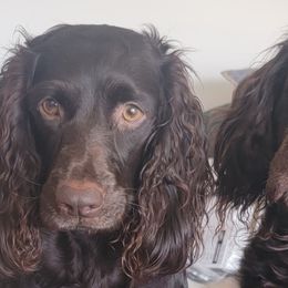 Remi - Boykin Spaniel