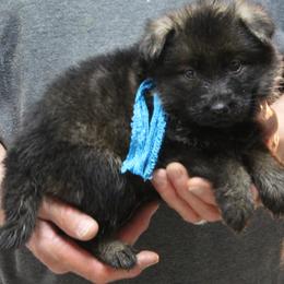 Yadahs Turquoise girl - Sable female German Shepherd puppy in Lake George, Colorado from High Country German Shepherds