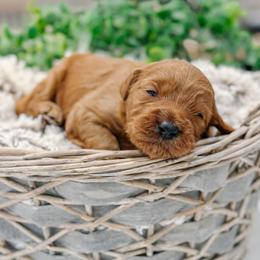 Reba - Red  female Goldendoodle puppy in Iola, Texas from Supreme Doodles of Texas