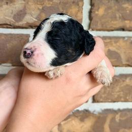 Boone - Parti male Goldendoodle puppy in Macclenny, Florida from Baker County Goldendoodles