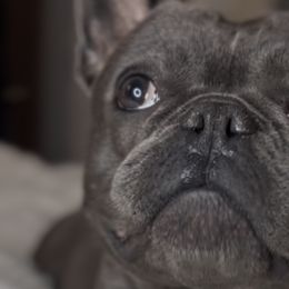 French Bulldogs from Best Friend Frenchies