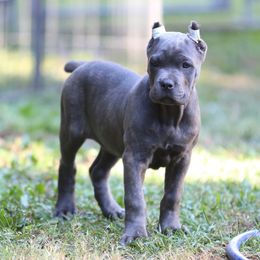 Light Pink - Gray brindle female Cane Corso puppy in Lusby, Maryland from Coastal View Kennels