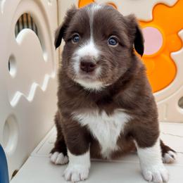 Samuel - Chocolate male Border Collie puppy in Hartsville, South Carolina from Wiggles 4 Life