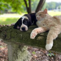 Great Dane Puppies from Sand Mountain Danes LLC