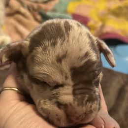 Girl 4 - Chocolate Great Dane puppy in Pennsylvania from Pocono Mountain Great Danes