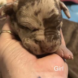 Girl 4 - Chocolate Great Dane puppy in Pennsylvania from Pocono Mountain Great Danes