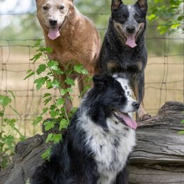 Australian Cattle Dogs from Linda Griffith's Cattle Dogs