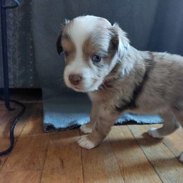 Purple Collar - Red merle Australian Shepherd puppy in Kansas from Lifeline Ranch
