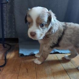 Purple Collar - Red merle Australian Shepherd puppy in Kansas from Lifeline Ranch