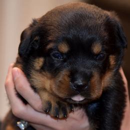 Puppy 6 - Black and mahogany female Rottweiler puppy in Houston, Texas from Haus Der Grossen Pfoten Rottweilers