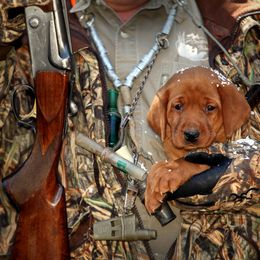 Labrador Retriever Puppies from South wind labradors
