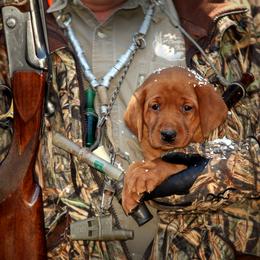Labrador Retriever Puppies from South wind labradors