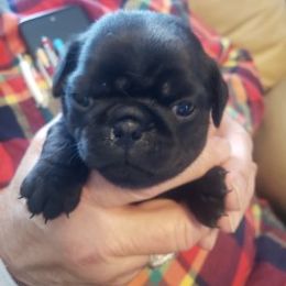 Pug Puppies from Spillman's Pugs