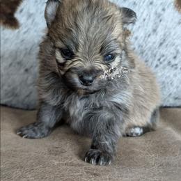 Oakley - Cream sable male Pomeranian puppy in Granby, Colorado from Marostica Paws