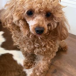 Red - Poodle
