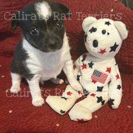 Rory Mcllory - Black white and tan male Rat Terrier puppy in Atlanta, Texas from CaliRats Rat Terriers