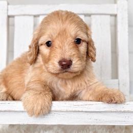 Marshmallow - Cream male Dachshund puppy in Maidsville, West Virginia from L&B Lowriders