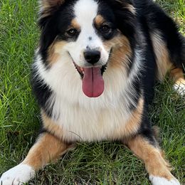 Meadowlark - Australian Shepherd