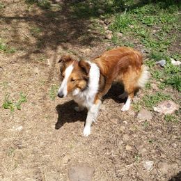 Shetland Sheepdog Puppies from Rose Hill Farm