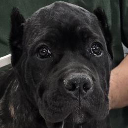 White Collar Girl - Morganza x Lawman - AKC and ICCF - Black brindle female Cane Corso puppy in Gorman, Texas from McOmber Country Kennels