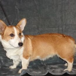 Stanley - Pembroke Welsh Corgi