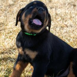 Boy 4 - male Rottweiler puppy in Klamath Falls, Oregon from One Time Breeding
