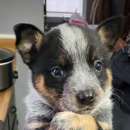 Standard Blue full mask - Blue speckled female Australian Cattle Dog puppy in Lenoir, North Carolina from Blue Coyote Ranch