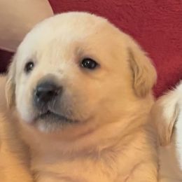Yellow girl 5 - Yellow female Labrador Retriever puppy in Jamestown, Ohio from Heartlands Quality Labrador Retrievers