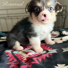 American Corgi Puppies from 5H Corgis
