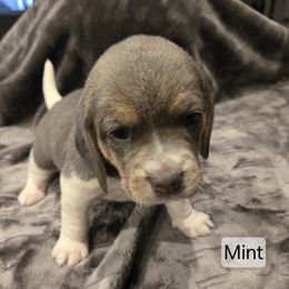 Mint - Blue tan and white female Beagle puppy in La Pine, Oregon from Happier with Dogs