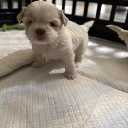 Shih Tzu Puppies from Butterfly Shih Tzu Pups