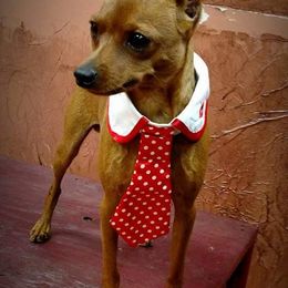 Miniature Pinschers and Toy Fox Terriers from Amberfaye's Min Pins and Toy Fox Terriers
