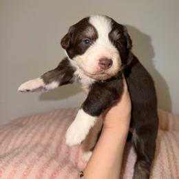 Nickel - Red tri-color female Australian Shepherd puppy in Anniston, Alabama from All Hale Aussies