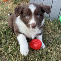 Smitty - White and red male Border Collie puppy in Hartsville, South Carolina from Wiggles 4 Life