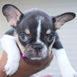 French Bulldog Puppies from Luvia Anderson