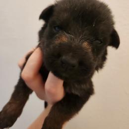 Red boy - Black and red female German Shepherd puppy in Longview, Washington from Bunkerhill Shepherds