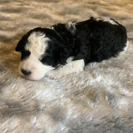 Cookie - Parti male Poodle puppy in Haddam, Kansas from Golden B Acres
