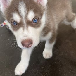 Siberian Husky Puppies from Texas Siberian Husky Kennels (TSHK)