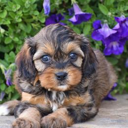 Anna - Black and tan female Cavapoo puppy in Gap, Pennsylvania from Country View Puppies ( License 18816)