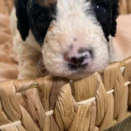 Cockapoo and Goldendoodle Puppies from Jax Doodles