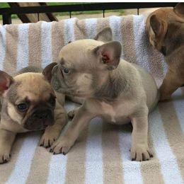 French Bulldogs from Mis Hijos French Bulldogs