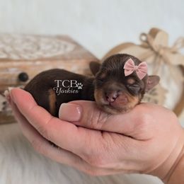 Adalynn - Chocolate and tan female Yorkshire Terrier puppy in Greenwood County, South Carolina from TCB Yorkies